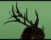 Moss Elk Antlers