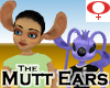 Mutt Ears -Female