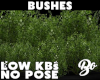*BO PLANT BUSHES