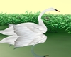 SIN Romantic Swan