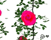 ♚ Pink roses vines
