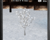 Winter Tree Dance