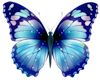 G* Blue Butterflys F