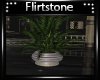 Favor Plant