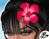 Hibiscus Beach Bundle