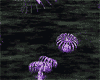  Purple Jellyfish