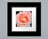 Pink Rose-Square Frame