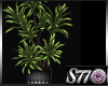 [S77]S.Supremo Plant