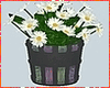 Kawaii Daisys