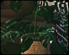 [IH] Plants + Candles