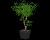 Z Potted Tree Mesh