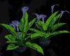 HS Lily Blue Plant