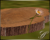 SC: Blooming Wooden Path