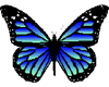 Saphire Blue Butterfly