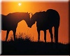 Picture of two horses