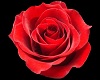 ^LT^ Falling Red Roses