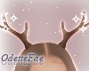 F Little Antlers