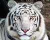 MJs White tiger