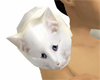 White shoulder cat