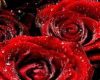 red roses delight