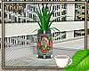 Aloe Plant Can 2
