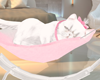 Cat Persian White Sleep