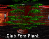 Club Fern Plant