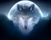 Wolf The Night