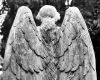 Angel wings M