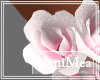 Soft Garden Ankle Roses