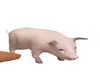 Arnold Pet Pig