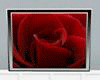 [CFD]Red Rose WH2
