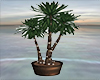 Palm Tree DRV