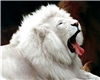 [RED]WHITE LION WALL PIC