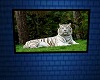 NA-White Tiger Picture