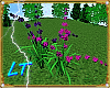 LT Lilys Purple/Pink