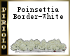 Pionsettia Border-White