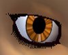 Harley orange eyes