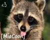 [Coon]Raccoon Voicebox