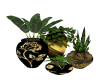 plants and vases2