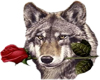 Wolf Red Rose