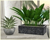 Modern Canary Plants