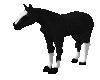 Black Beauty Horse