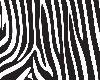 Zebra~Short Fern Plant