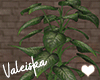 VK~Plant 