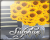 xSx Sunflowers