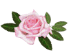 pink pretty rose