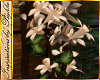 I~Flowering Bonsai Tree
