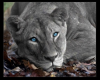 gray tiger with blue eye