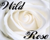 Wild Rose 3